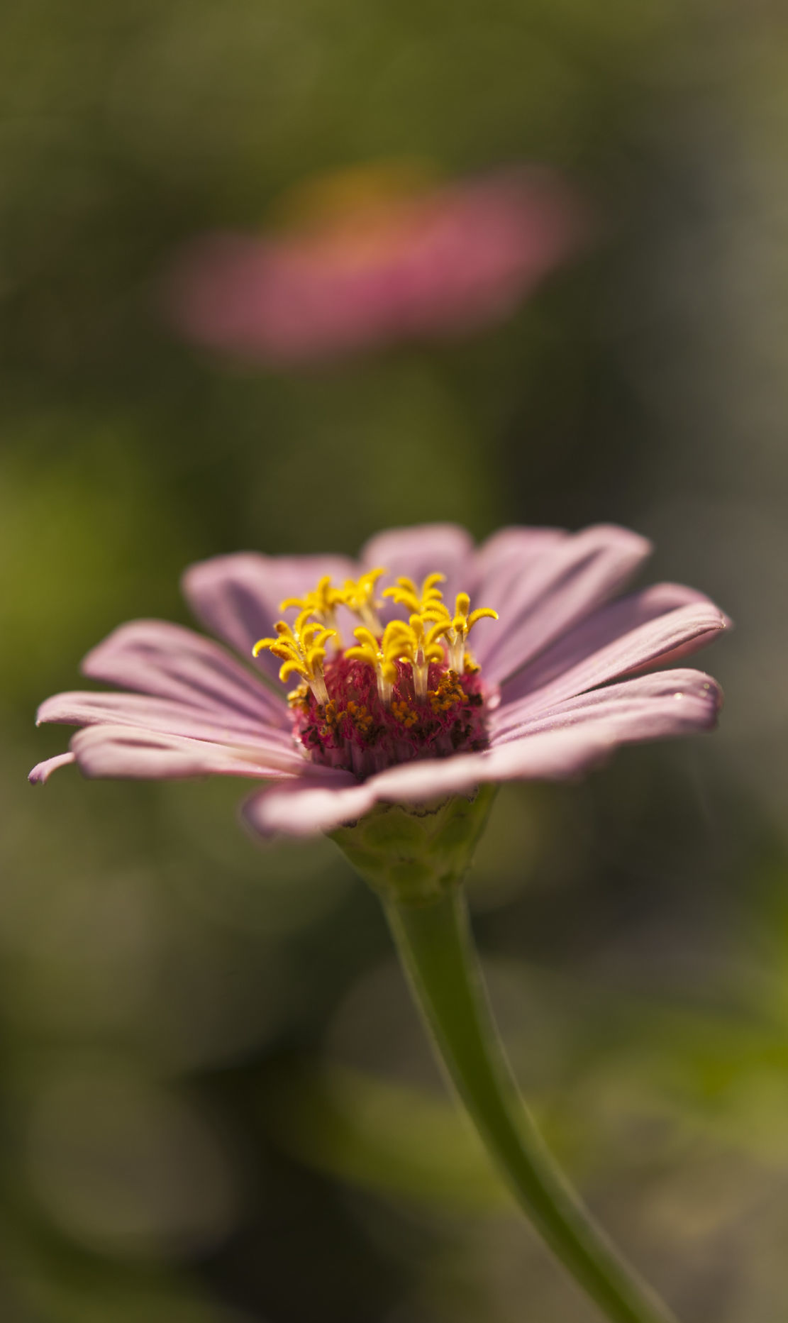 Cutting flowers